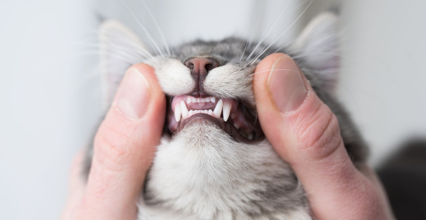 Lemmiklooma hammastele jääv hambakatt võib kaasa tuua terviseprobleeme: KIKA jaekaubanduse osakonna juhataja selgitab, kuidas neid ennetada