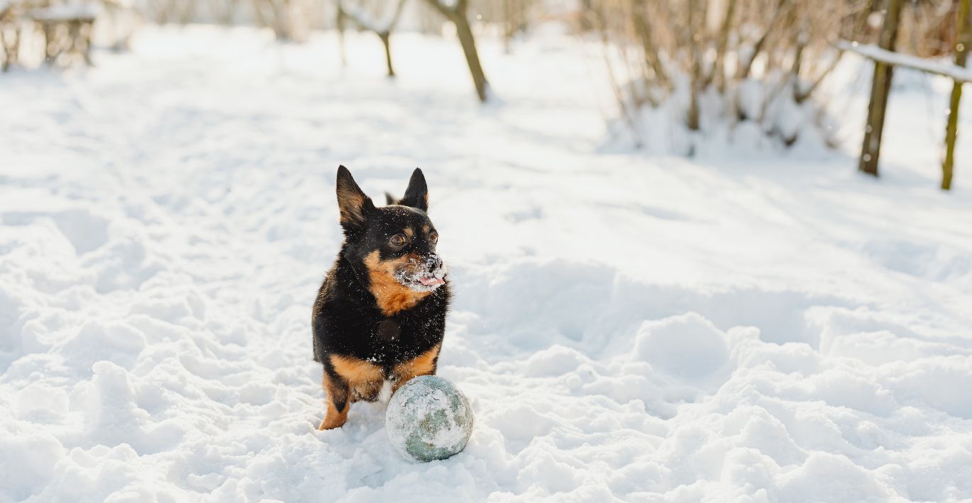 KIKA ekspert vastab, millised lemmikloomad vajavad talvel rohkem toitu: oluline on hinnata üht asja