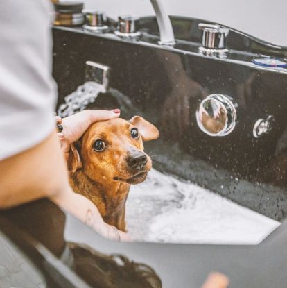 Новые парикмахерские KIKA - спа-процедуры для домашних животных в озоновых ваннах