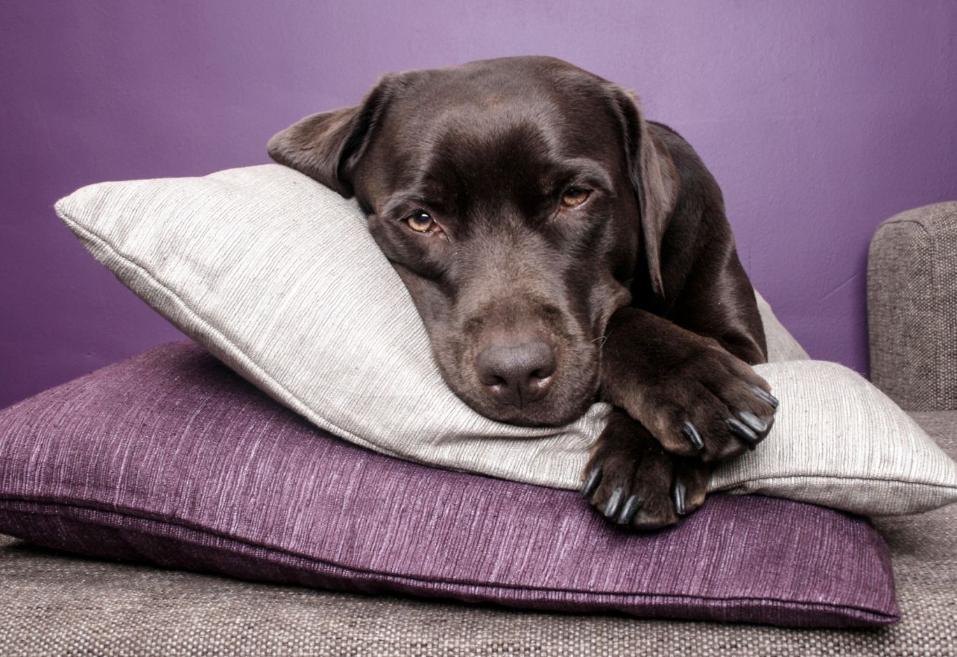 Koeramähe pole mugavuslahendus - tervisehäda korral leevendab see looma stressi