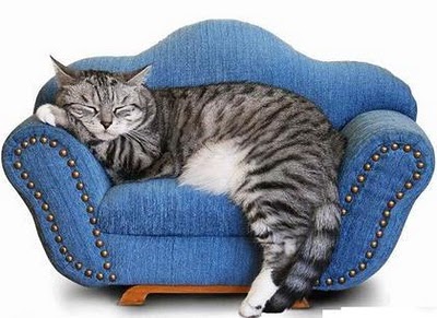 Õppige tundma enda kassi: magamise iseärasused