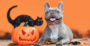 Halloween – pidu ka lemmikloomadele: kuidas valmistuda?