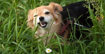 Miks koerad rohtu söövad ja millised taimed on neile mürgised?
