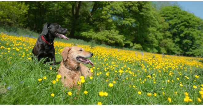 Kevadised allergiad tabavad ka lemmikloomi: loomaarst annab nõu, kuidas nende sümptomeid leevendada