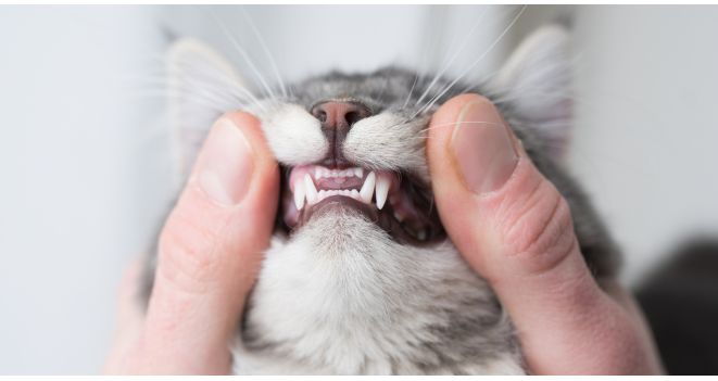 Lemmiklooma hammastele jääv hambakatt võib kaasa tuua terviseprobleeme: KIKA jaekaubanduse osakonna juhataja selgitab, kuidas neid ennetada