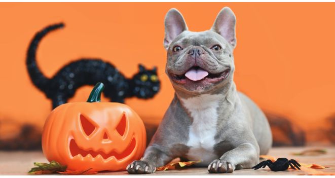 Halloween – pidu ka lemmikloomadele: kuidas valmistuda?