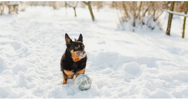 KIKA ekspert vastab, millised lemmikloomad vajavad talvel rohkem toitu: oluline on hinnata üht asja