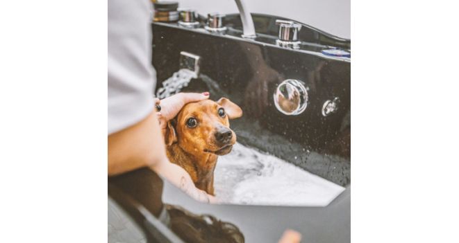 Новые парикмахерские KIKA - спа-процедуры для домашних животных в озоновых ваннах
