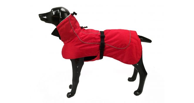 Külma ilma ABC | ekspert annab nõu, miks ja kuidas koera riietada