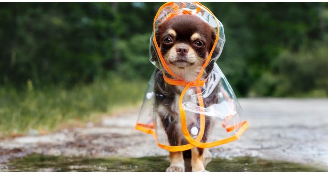 Ekspert: lemmiklooma vihmamantel ei ole mitte ainult stiili, vaid ka tervise küsimus