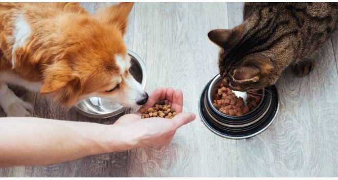 Loomaekspert tutvustab lemmikloomadele kõige olulisemaid toitumisreegleid