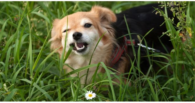 Miks koerad rohtu söövad ja millised taimed on neile mürgised?