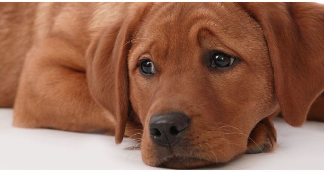 Kõige levinum koerte allergia põhjus on vale toit