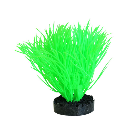 Akvaariumitaim Sunny Plant