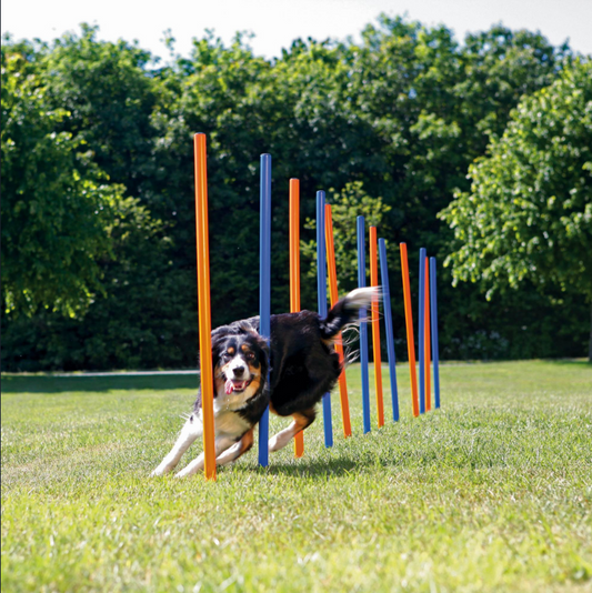 AGILITY treeningvahend koertele