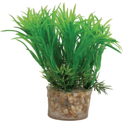 Akvaariumitaim, 13 cm