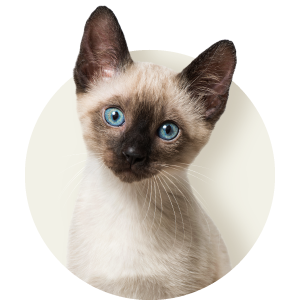 Для котят